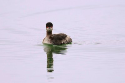 Port Lavaca 02-13-09 0064