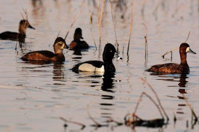 San Bernard NWR 02-15-09 1095
