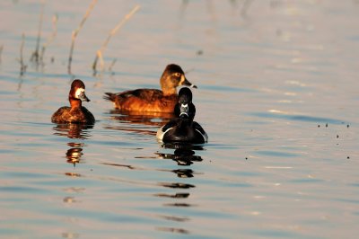 San Bernard NWR 02-15-09 1097