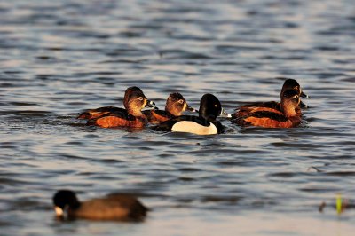 San Bernard NWR 02-15-09 1104
