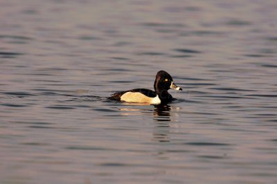 San Bernard NWR 02-15-09 1113
