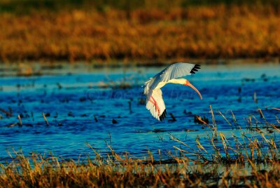 San Bernard NWR 02-22-09 0116