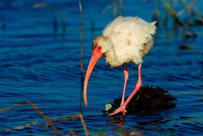 San Bernard NWR 02-22-09 0203
