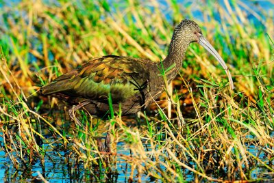 San Bernard NWR 02-22-09 0179