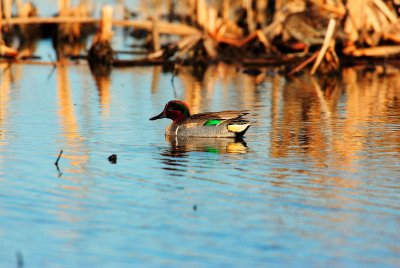 Brazoria NWR 02-22-09 0795