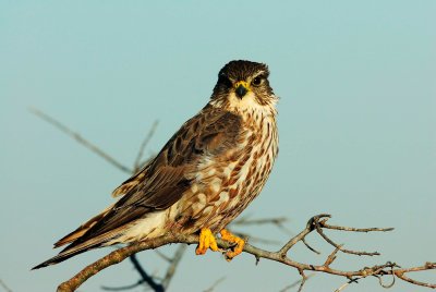 San Bernard NWR 02-22-09 0146