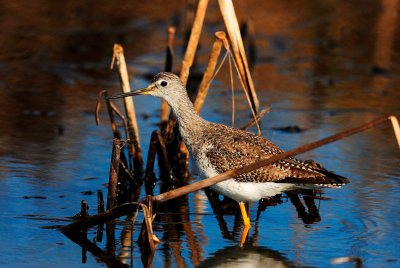 Brazoria NWR 02-22-09 0741