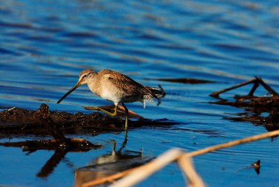 Brazoria NWR 02-22-09 0760