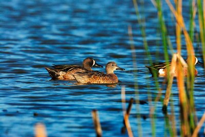 Brazoria NWR 02-22-09 0796