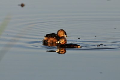 San Bernard NWR 3-29-09 0075.JPG