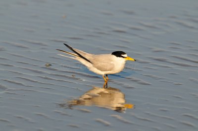 East Beach 4-7-09 0226.JPG