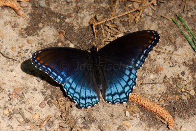 Daingerfield SP 4-11-09 0237.JPG