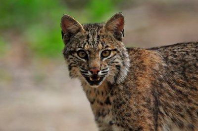 Bobcat