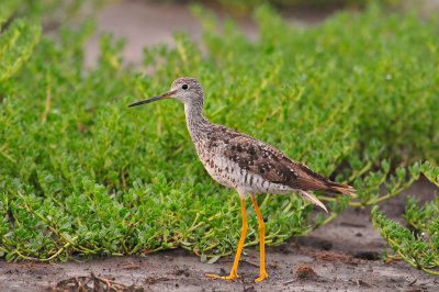 Brazoria NWR 7-24-09 0540.JPG