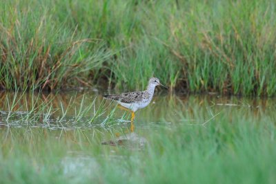 Brazoria NWR 7-24-09 0386.JPG