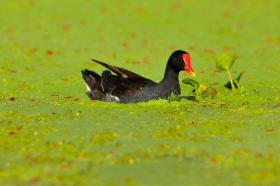 Brazos Bend SP 6-18-09 0118.JPG