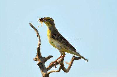 Attwater NWR 5-25-09 0915.JPG