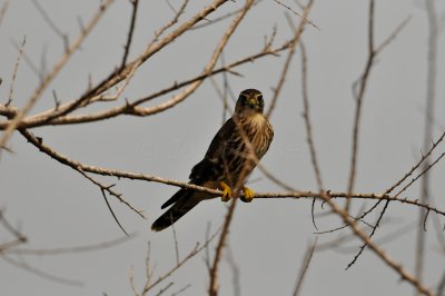 Brazoria NWR 9-20-09 0698.JPG