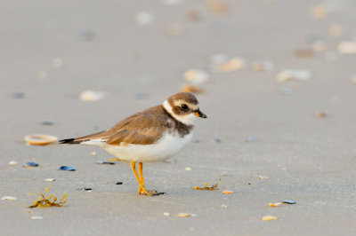 Surfside 8-28-09 0499a.JPG