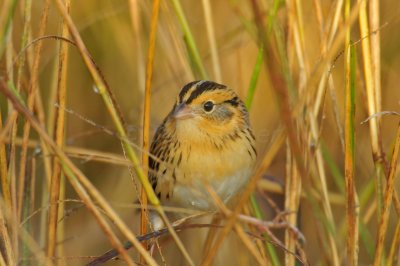 Attwater NWR 11-22-09 0162.JPG