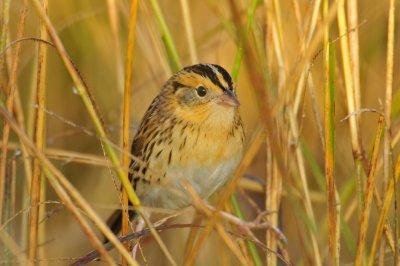 Attwater NWR 11-22-09 0167.JPG