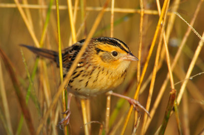 Attwater NWR 11-22-09 0170.JPG