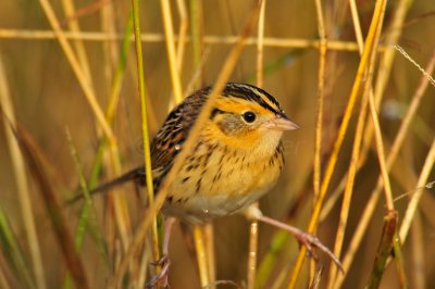 Attwater NWR 11-22-09 0176.JPG