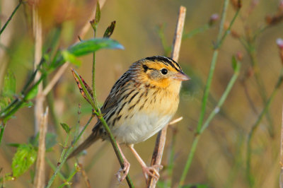 Attwater NWR 11-22-09 0190.JPG