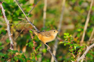Attwater NWR 11-22-09 0325.JPG