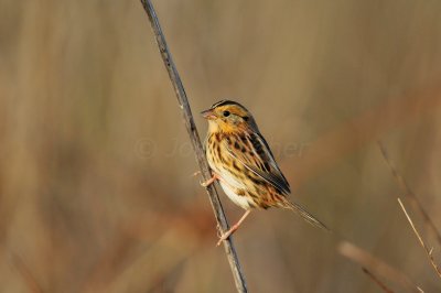 Attwater NWR 11-22-09 0229.JPG