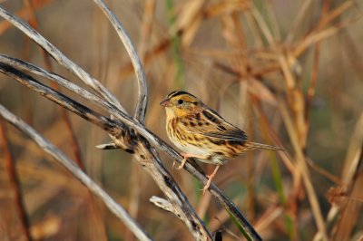 Attwater NWR 11-22-09 0253.JPG