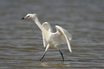 Bolivar Peninsula 7-10-10 1208.JPG