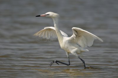 Bolivar Peninsula 7-10-10 1213.JPG