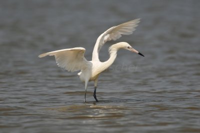 Bolivar Peninsula 7-10-10 1228.JPG