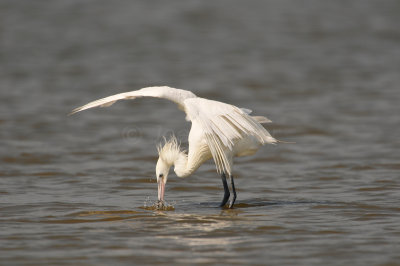 Bolivar Peninsula 7-10-10 1262.JPG