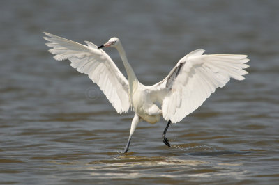 Bolivar Peninsula 7-10-10 1303.JPG