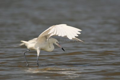 Bolivar Peninsula 7-10-10 1310.JPG