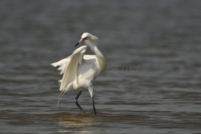 Bolivar Peninsula 7-10-10 1355.JPG