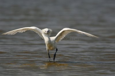 Bolivar Peninsula 7-10-10 1361.JPG