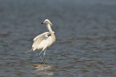 Bolivar Peninsula 7-10-10 1398.JPG