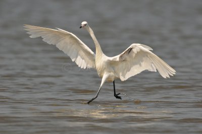 Bolivar Peninsula 7-10-10 1405.JPG