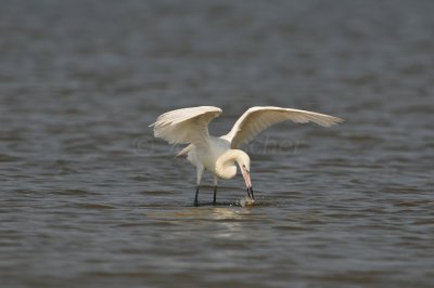 Bolivar Peninsula 7-10-10 1465.JPG