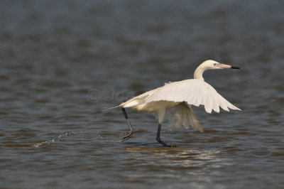 Bolivar Peninsula 7-10-10 1468.JPG