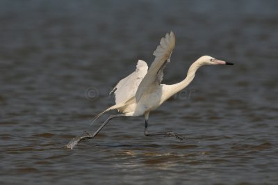 Bolivar Peninsula 7-10-10 1469.JPG