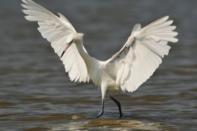 Bolivar Peninsula 7-10-10 1500.JPG