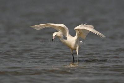 Bolivar Peninsula 7-10-10 1557.JPG