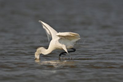 Bolivar Peninsula 7-10-10 1559.JPG