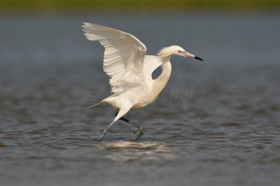 Bolivar Peninsula 7-10-10 1643.JPG