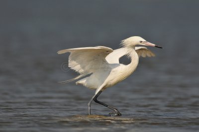 Bolivar Peninsula 7-10-10 1770.JPG