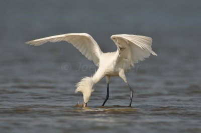 Bolivar Peninsula 7-10-10 1777.JPG